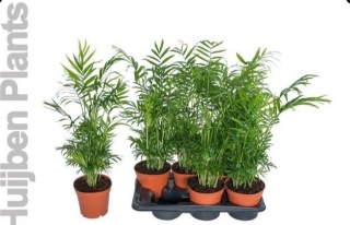 Chamaedorea elegans 60cm/D17 - D