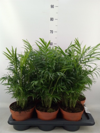 Chamaedorea elegans 60cm/D17 - D