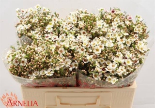 CHAME JANELLE 50cm - D