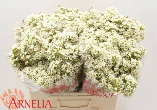 Chame Dawn Pearl 55cm - D