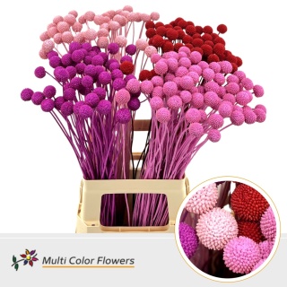 Craspedia Love Mix 70cm - D