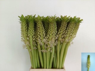 EUCOMIS C JOHANNESBU 50cm - D