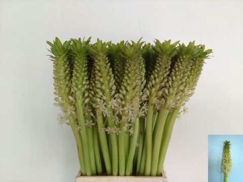 EUCOMIS C JOHANNESBU 50cm - D