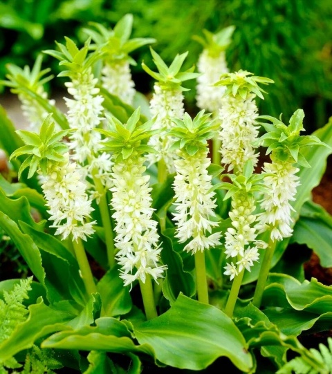 EUCOMIS C JOHANNESBU 50cm - D