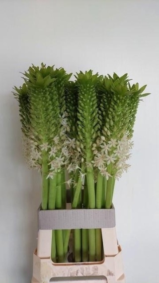 EUCOMIS C JOHANNESBU 50cm - D