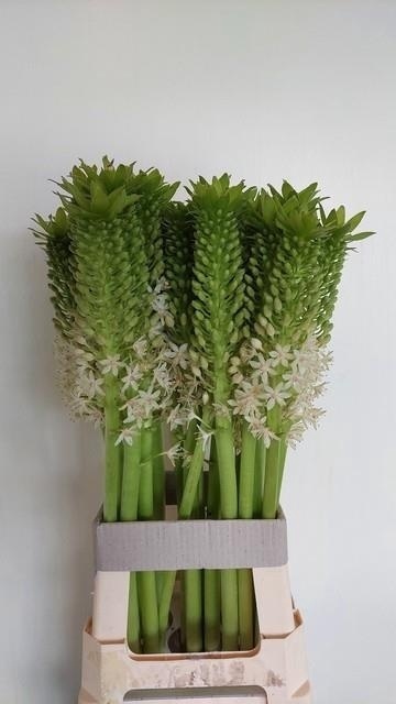 EUCOMIS C JOHANNESBU 50cm - D
