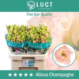 EUS G ALISSA CHAMPAG 70cm - D