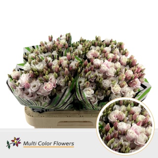 EUS G ROZE Tin 70cm - D