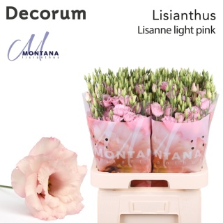 EUS G LISANNE LIGHT PINK 70cm - S