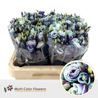 EUS G MILKY WAY Tin 72cm - D