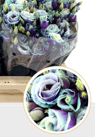EUS G MILKY WAY Tin 72cm - D
