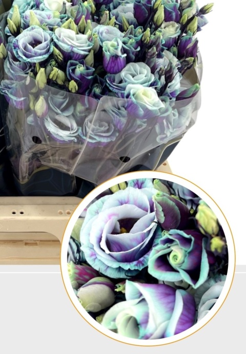 EUS G MILKY WAY Tin 72cm - D