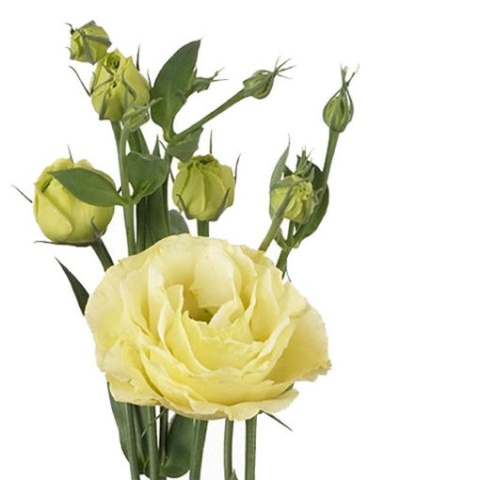 EUS G ROSI YELLOW 70cm - D