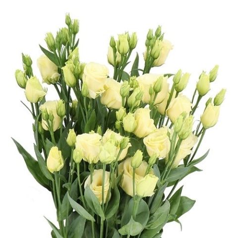 EUS G ROSI YELLOW 70cm - D