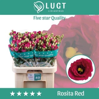 EUS G ROSI RED 70cm - D