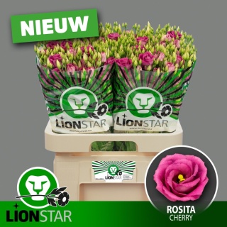 EUS G ROSITA CHERRY 70cm - S