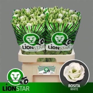 EUS G ROSITA WHITE 72cm - S