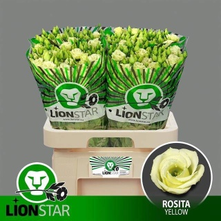 EUST G ROSITA YELLOW 70cm - D