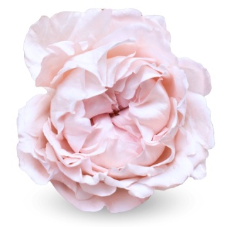 Ecuador - R GR Garden Bridal Tiara Exclusive 50cm