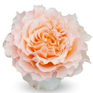Ecuador - R GR Shakespeare Exclusive 50cm