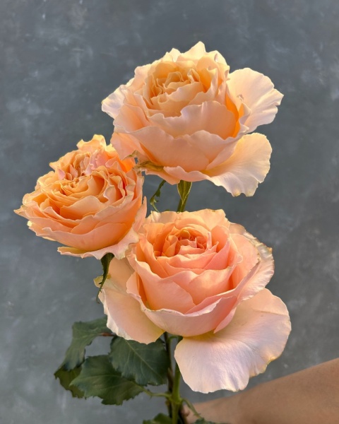 Ecuador - R GR Shakespeare Exclusive 50cm