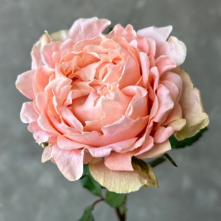Ecuador - R GR Garden Art Noveau Exclusive 50cm