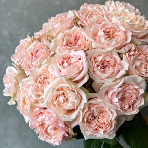 Ecuador - R GR Garden Art Noveau Exclusive 50cm