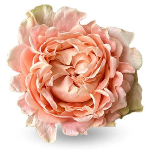 Ecuador - R GR Garden Art Noveau Exclusive 50cm