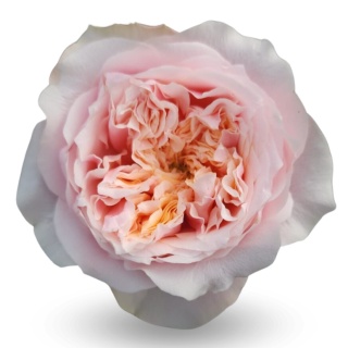 Ecuador - R GR Garden Notting Hill Exclusive 50cm