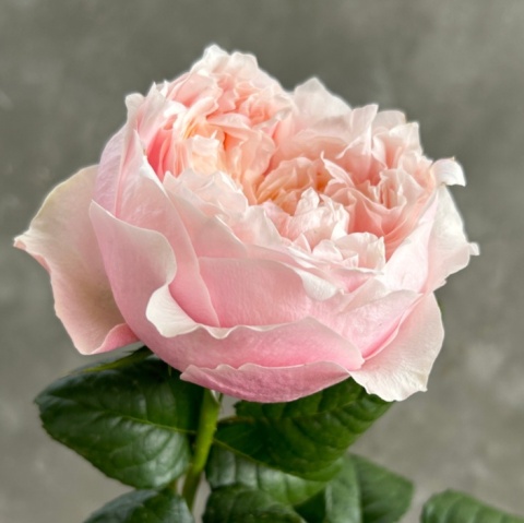 Ecuador - R GR Garden Notting Hill Exclusive 50cm