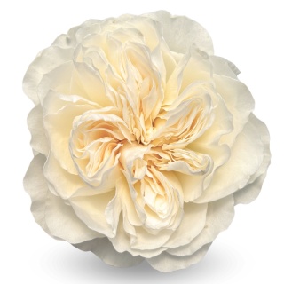 Ecuador - R GR Garden Vicky Garden Exclusive 50cm