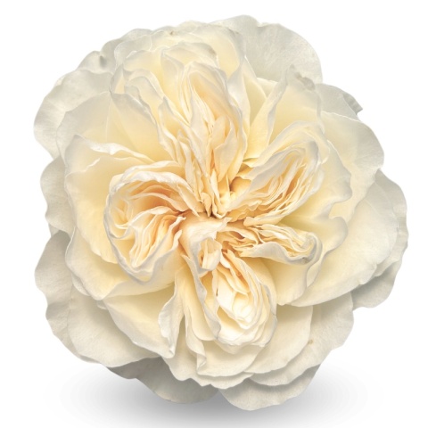Ecuador - R GR Garden Vicky Garden Exclusive 50cm