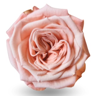 Ecuador - R GR Sisley Exclusive 50cm