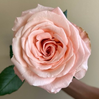 Ecuador - R GR Sisley Exclusive 50cm