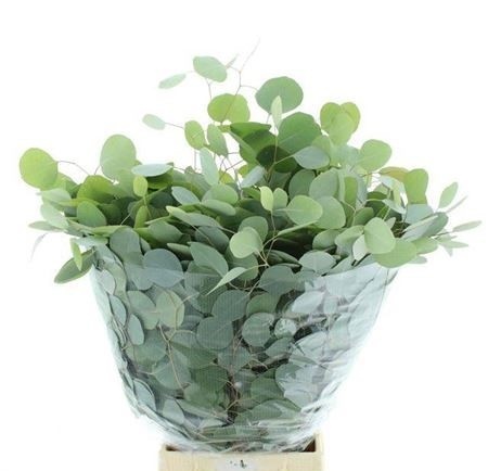 Euca. Populus 250 gr - Liście