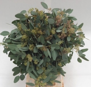 Euca. Populus Granito 250 gr - Liście