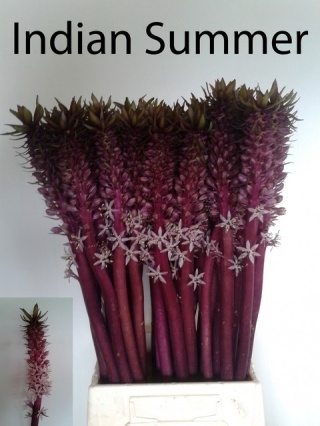 Eucomis INDIAN SAMMER RED Ov 55cm - D