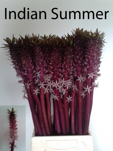 Eucomis INDIAN SAMMER RED Ov 55cm - D