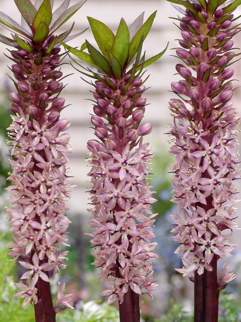 Eucomis INDIAN SAMMER RED Ov 55cm - D