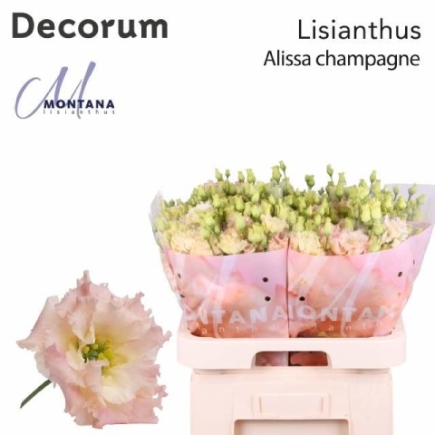 EUS G ALISSA CHAMPAG 70cm - D
