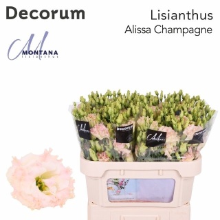 Eus G Alissa Champagne 70cm - S