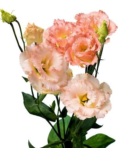 Eus G Alissa Champagne 70cm - S