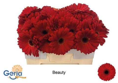 GE GR BEAUTY 50cm - D