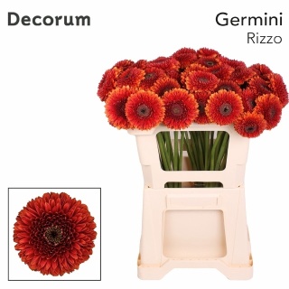 GE MB POM RIZZO 50cm - D