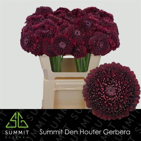GE MB POM BLACKPEARL 50cm - D