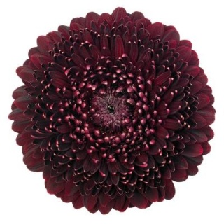 GE MB POM BLACKPEARL 50cm - D