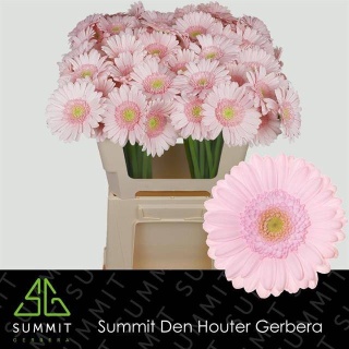GE MI BRIDAL KIMSEY 50cm - D