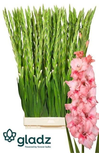GLAD GR KARMA 115cm - D