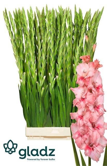 GLAD GR KARMA 115cm - D