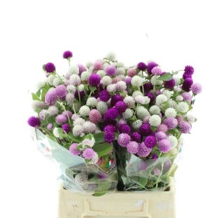 GOMPH GL GEM BS 45cm - D